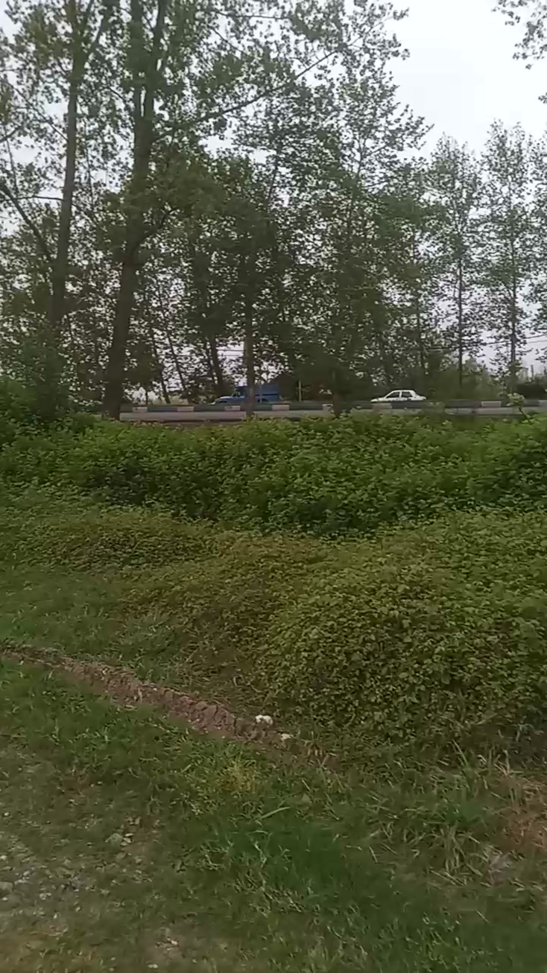 فروش زمین مسکونی 1382 متر در بلسبنه در شیپور