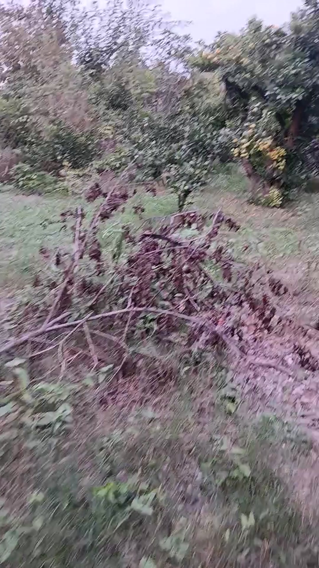 فروش زمین مسکونی 750 مترساری قورتی کلا