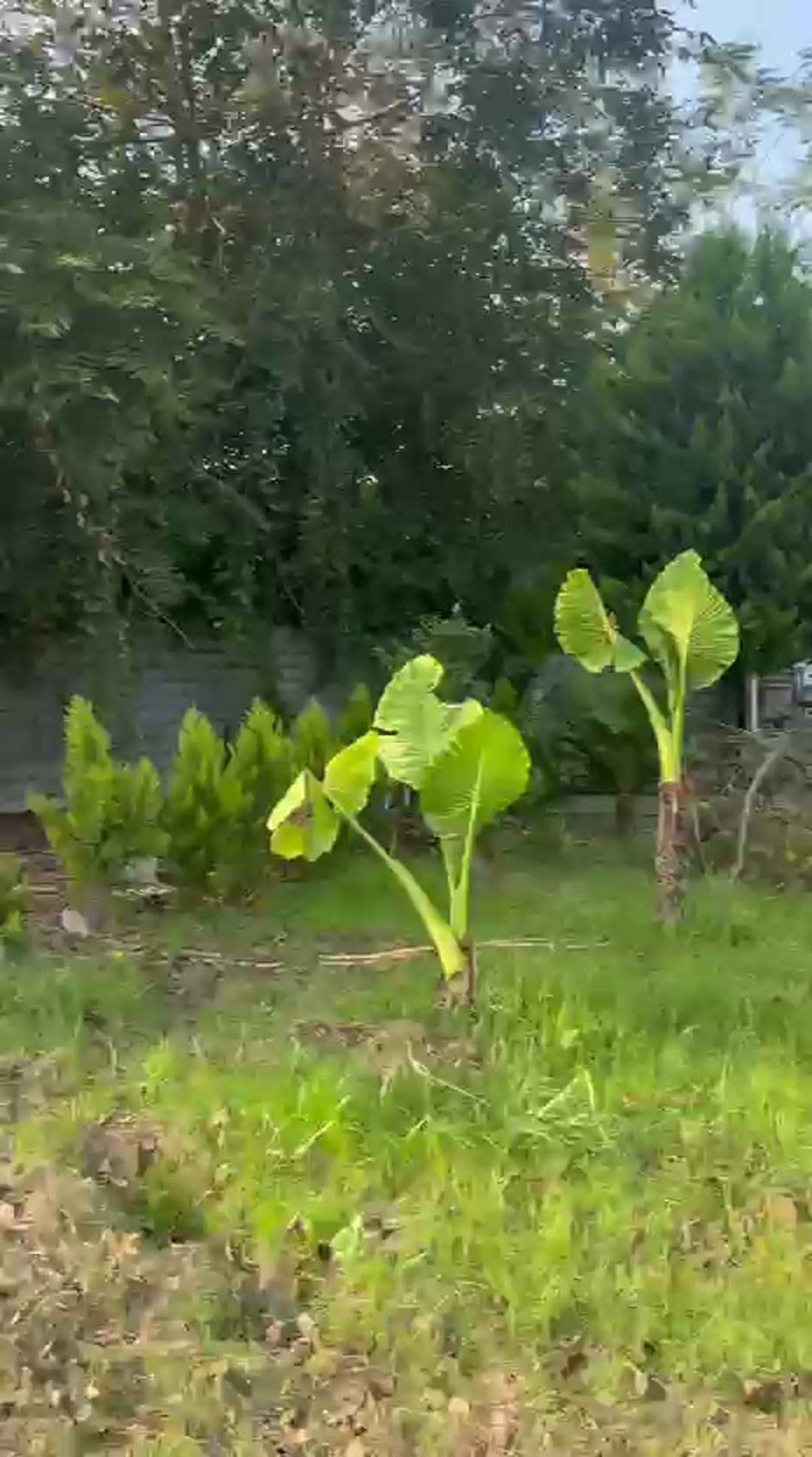 فروش زمین کشاورزی 200 متر در کهلوکاج