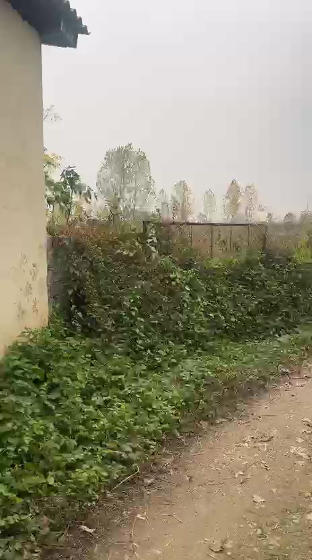 فروش زمین مسکونی 530 متر در درمه کلا