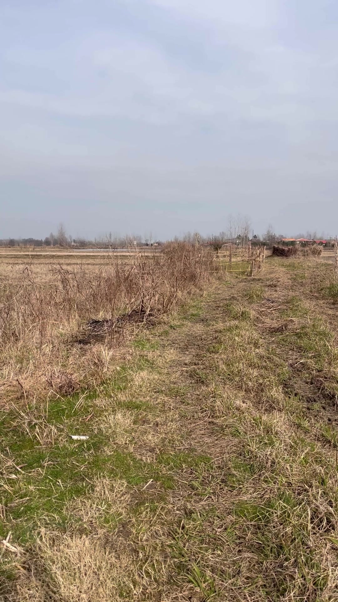 فروش زمین کشاورزی 7000 متر در گسکرمحله