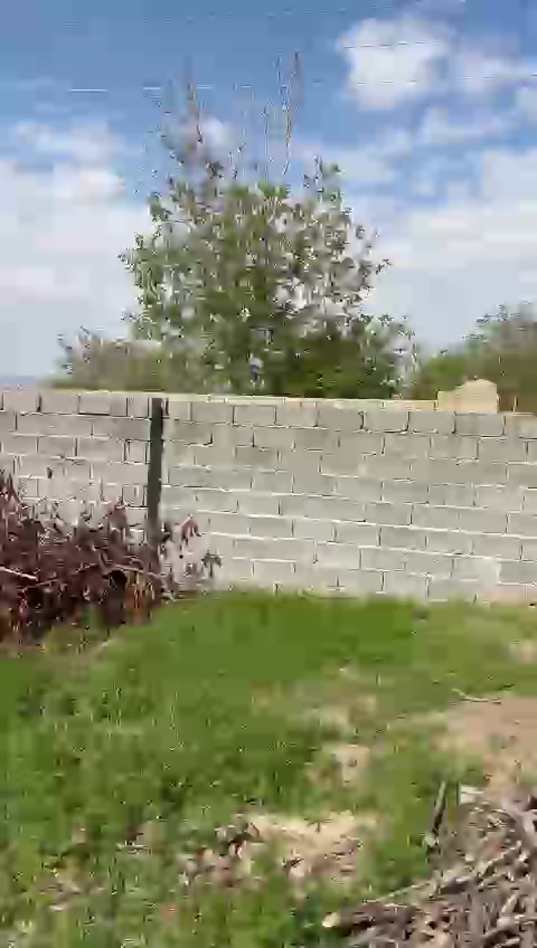 زمین کشاورزی 910 متر در بناب در شیپور