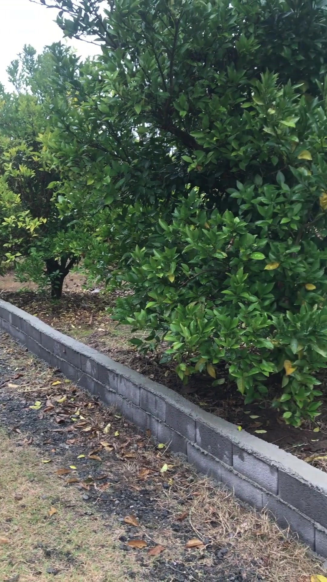 فروش باغ 1500 متر در درکاسر