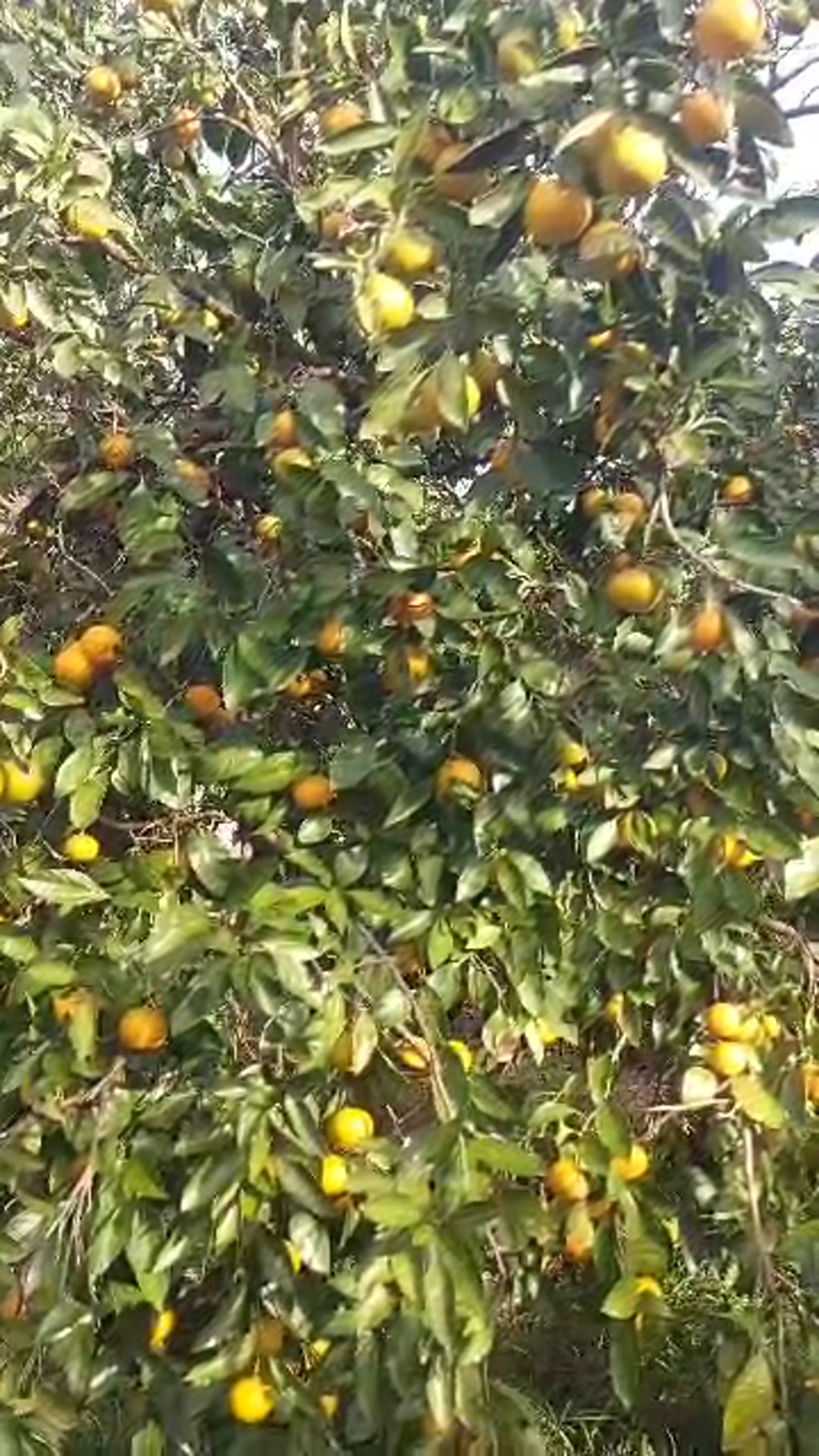 فروش زمین کشاورزی 876 متر در پنبه چوله پایین در شیپور