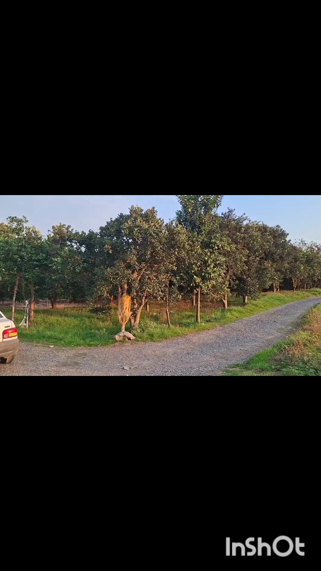 فروش زمین پرتقال باغ 5700 متری مرزبال