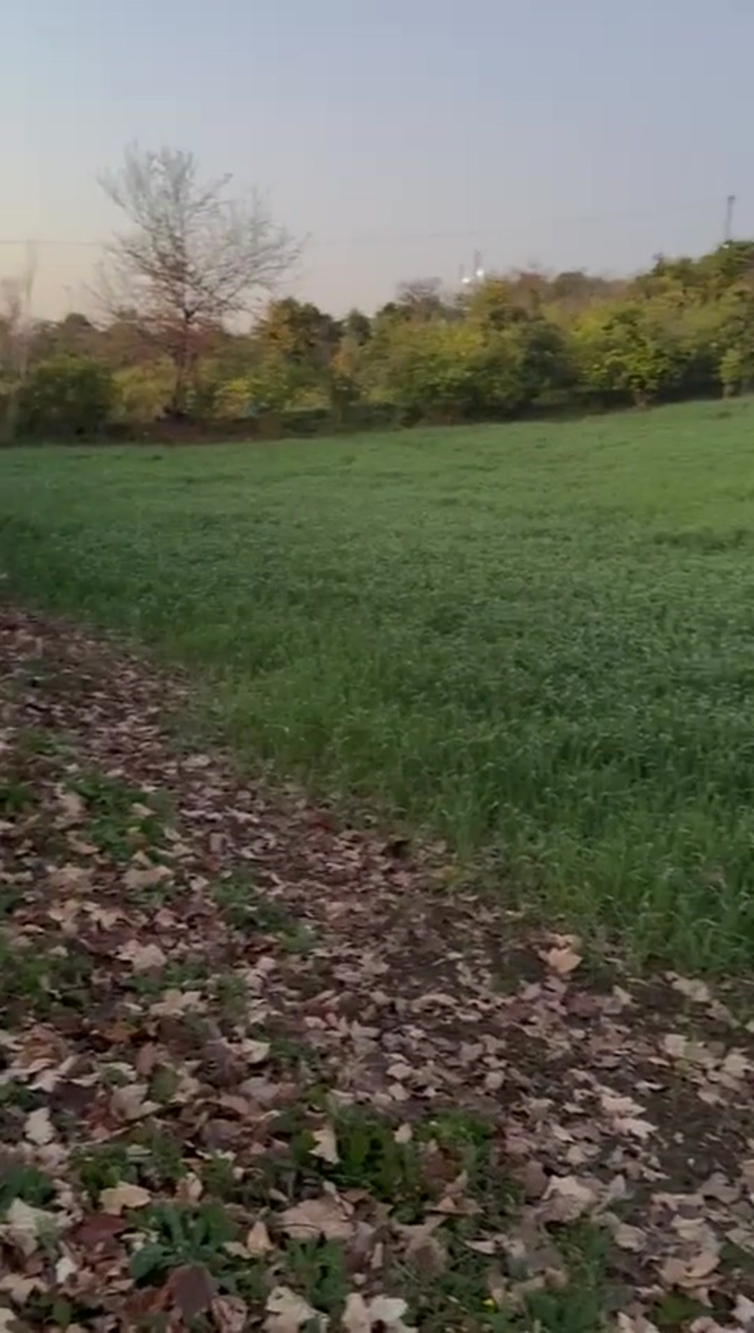 فروش زمین کشاورزی 2800 متر در جاده نظامی