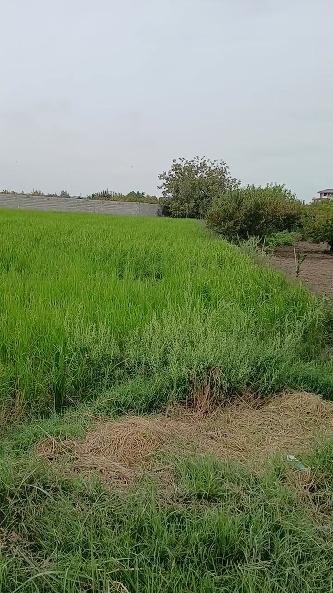 فروش زمین مسکونی1400مترقابلیت تجاری صنعتی گهرباران ماکرن