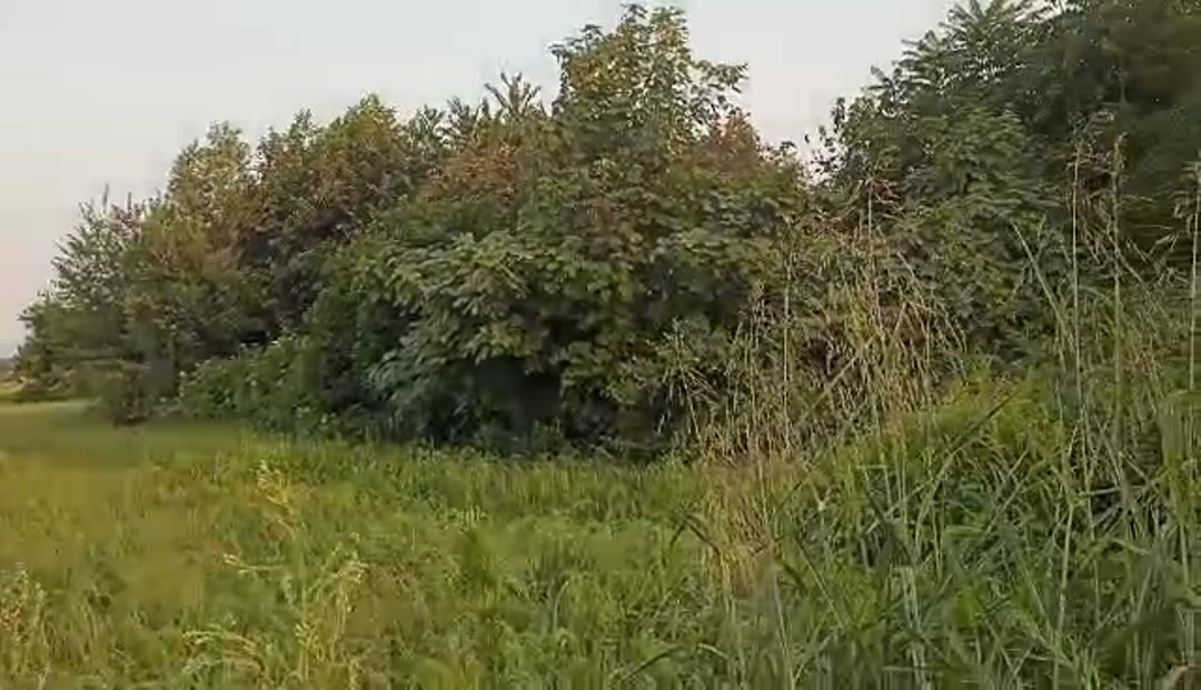 فروش زمین کشاورزی 150000 متر در جاده اصلی در شیپور