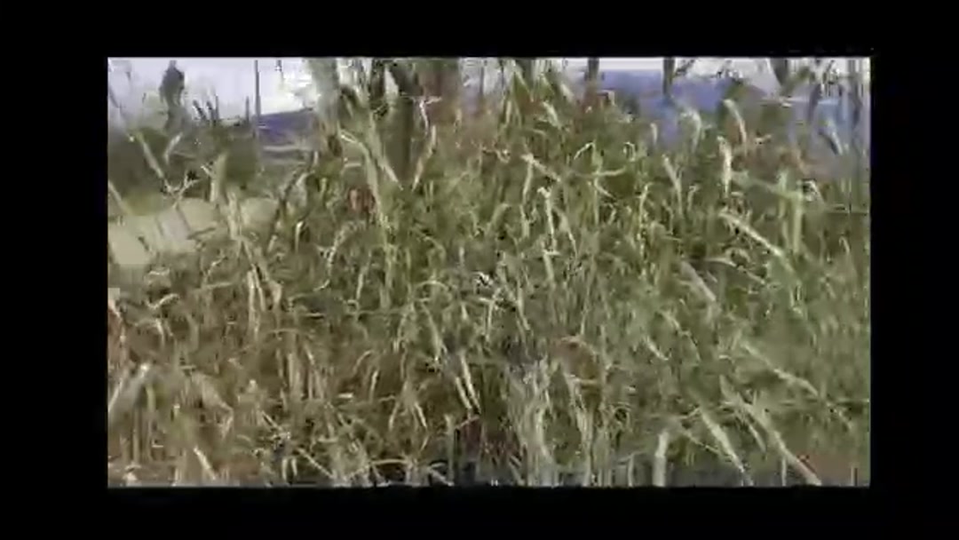 فروش زمین کشاورزی سنتی 5200 متر در جاده کلدره در شیپور