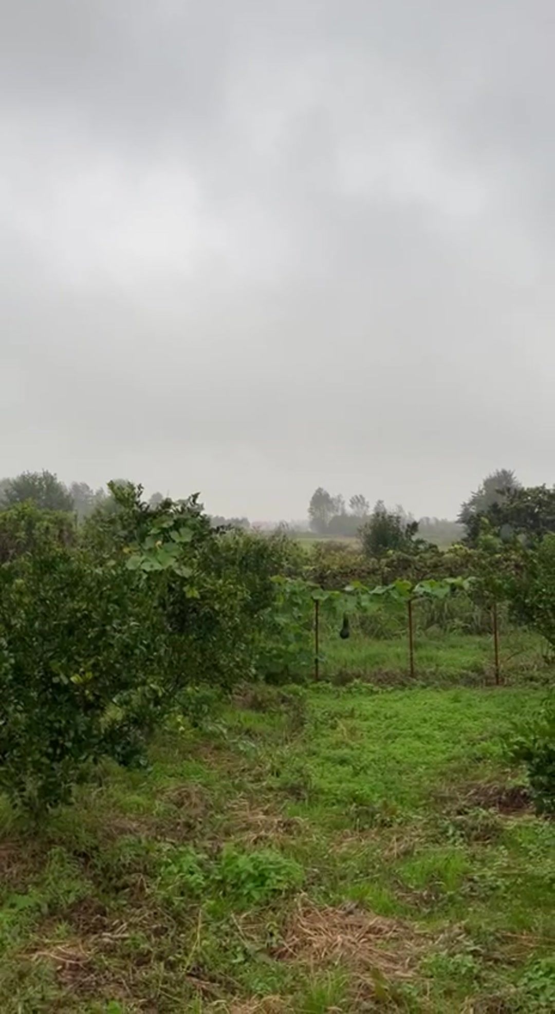 فروش زمین مسکونی 963 متر در روستاچناربن