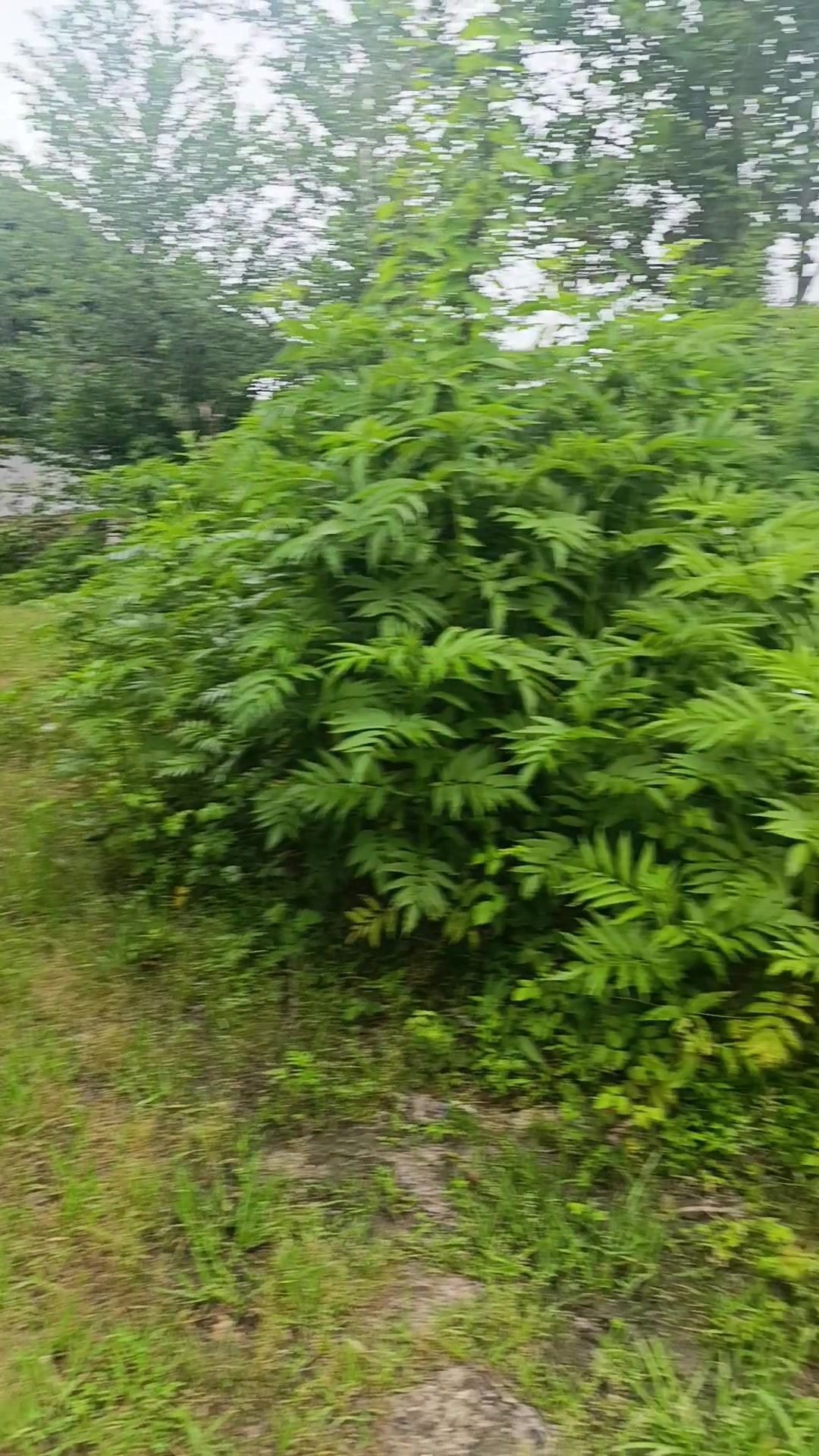 فروش زمین مسکونی 200 متری در 3دقیقه ای فومن