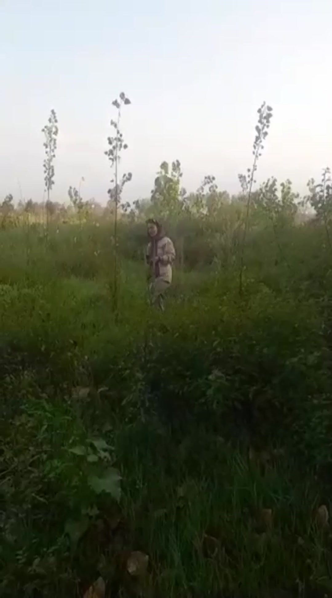 فروش زمین کشاورزی 570 متر در لاله دشت در شیپور