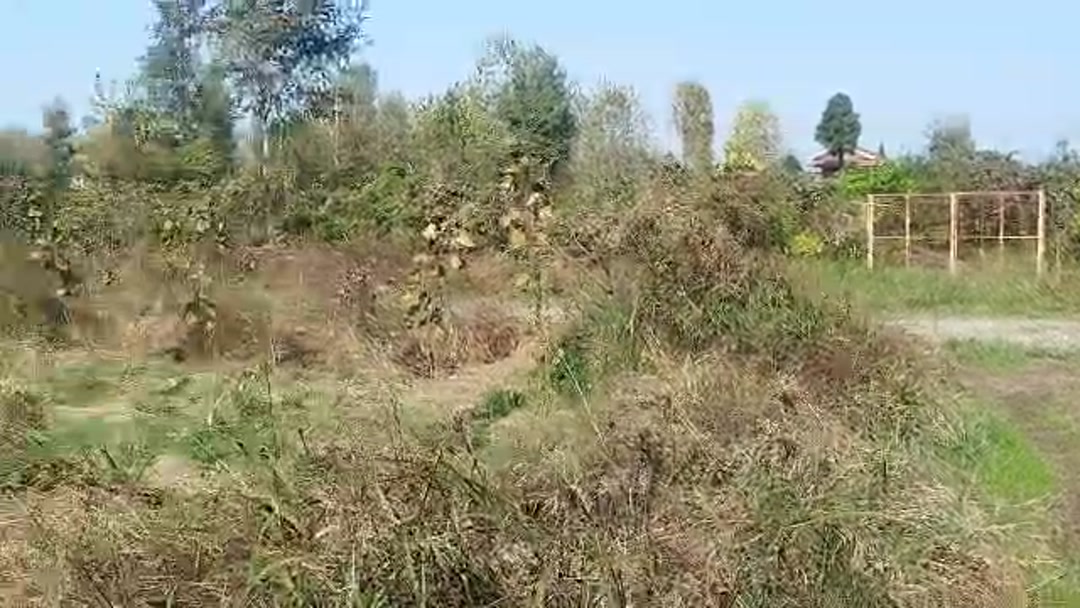 فروش زمین کشاورزی 5000 متر در حسن سرا /دعوی سرا در شیپور