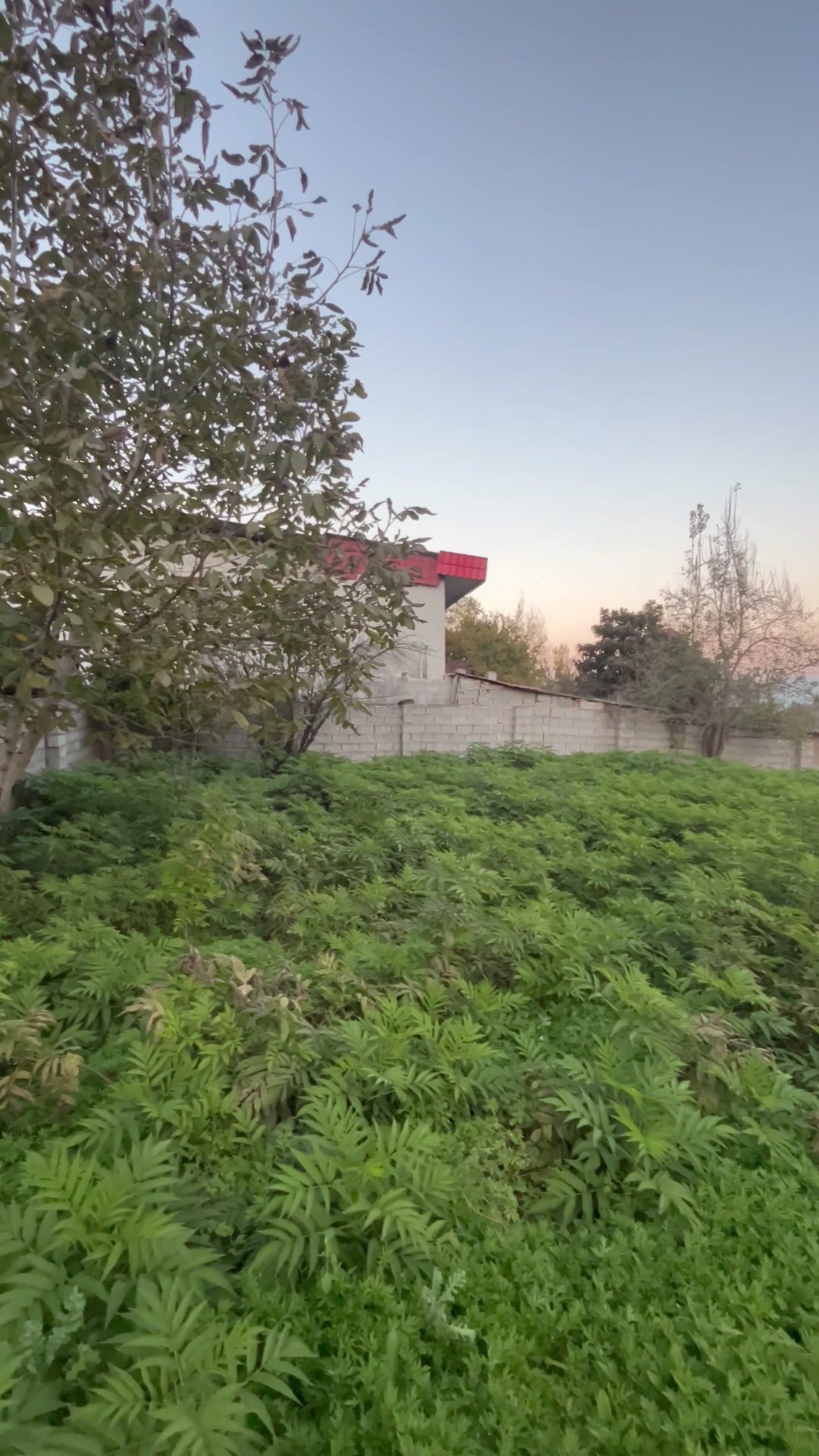 فروش زمین مسکونی 512 متر در شکتا در شیپور