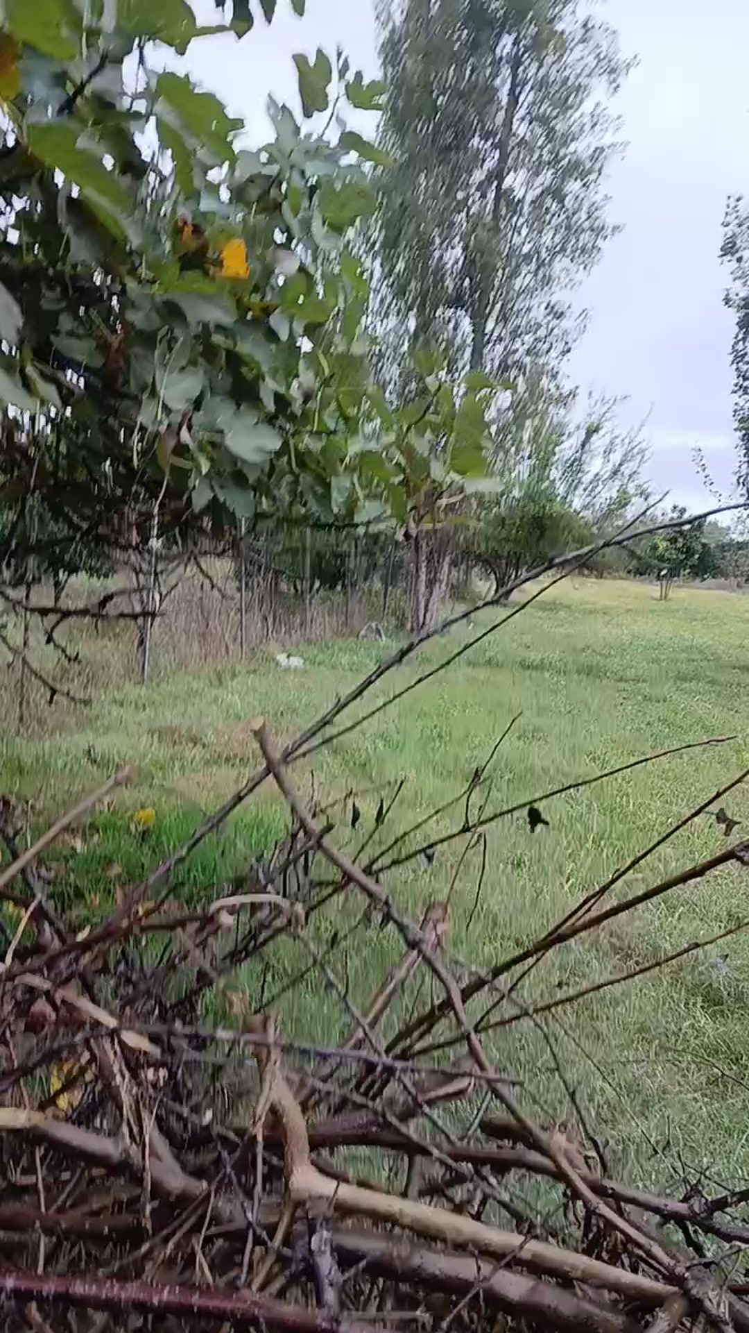 فروش زمین مسکونی 1100مترویوعالی ساری تیرکلا