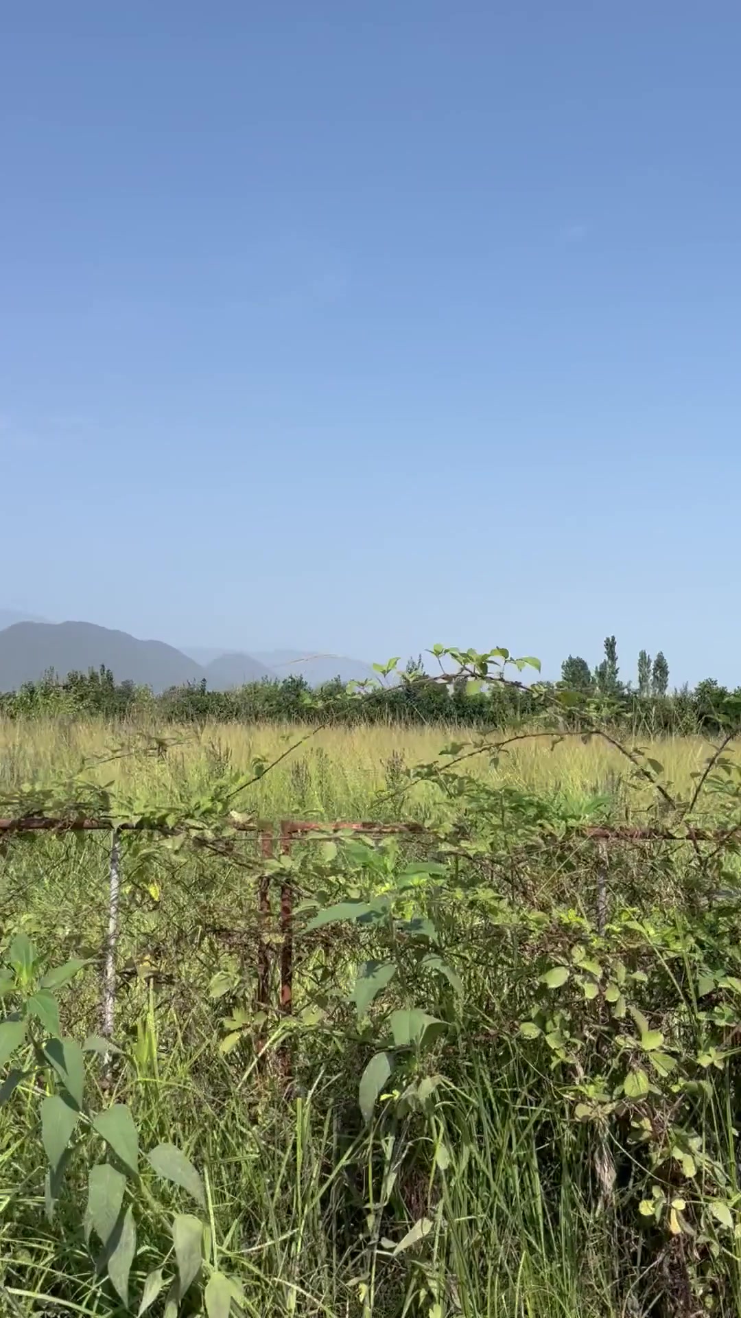 فروش زمین مسکونی 513 متر در همت آباد در شیپور