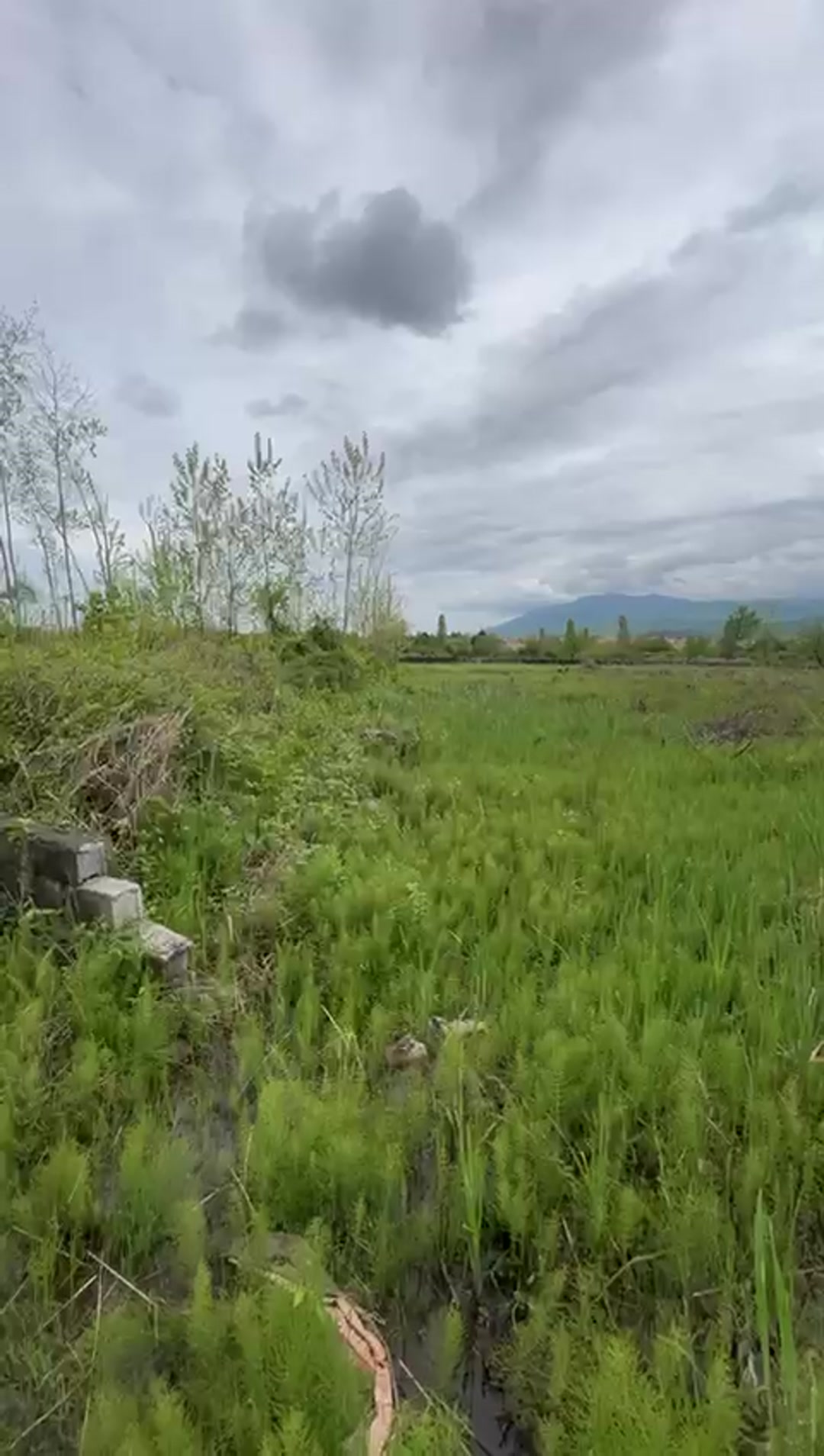 نوشهر فروش زمین 5500 متری با سند تک برگ