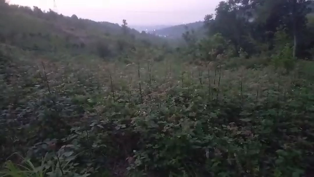 فروش زمین کشاورزی 1000 متر در وسطی کلا