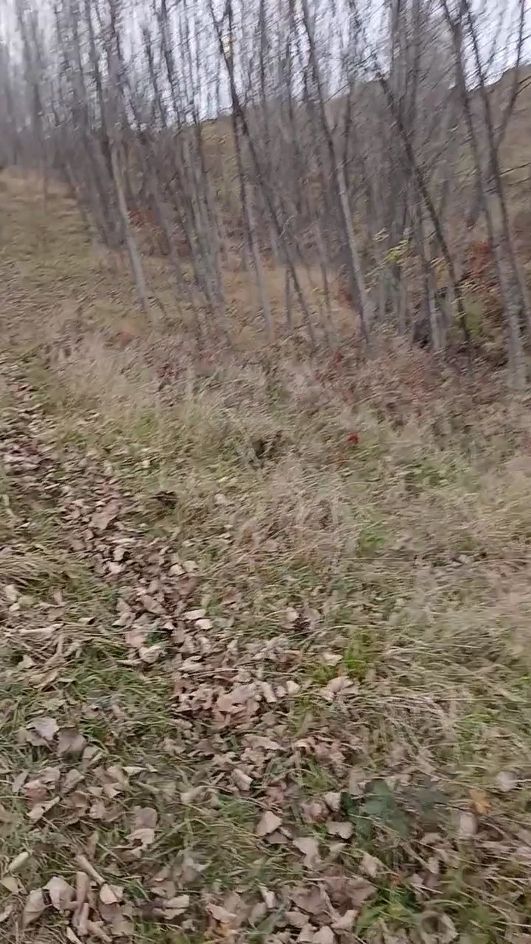 فروش زمین باغ صنوبر 6000 متر نکاکچپ محله