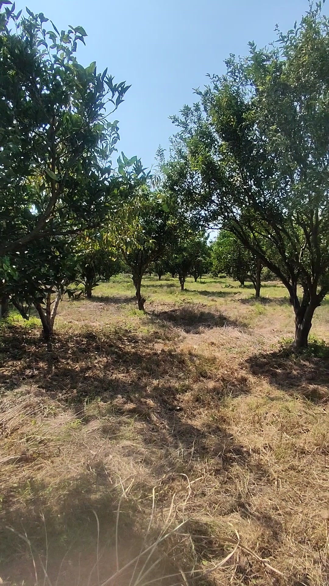 2,500متر باغ در جاده سرخرودتهاتر با آپارتمان