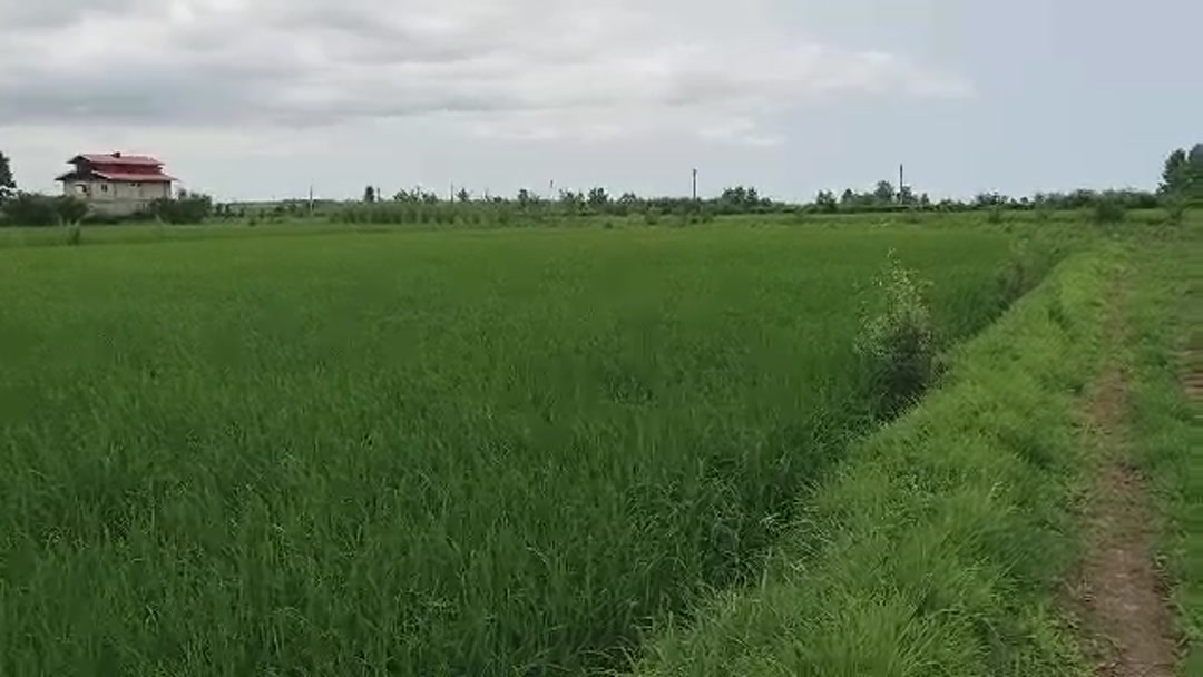 زمین 3,100 متری مزرعه در شیپور