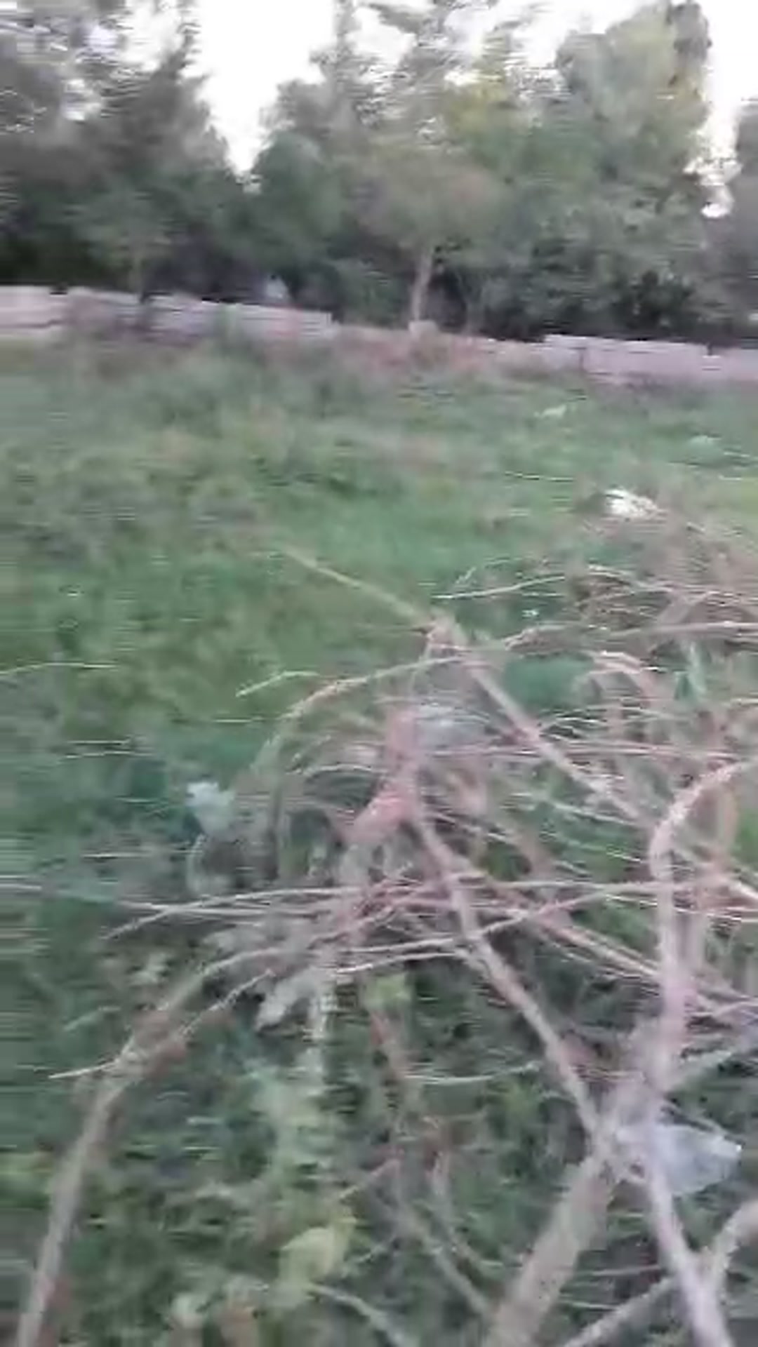 فروش زمین 3000 متر در بلسبنه