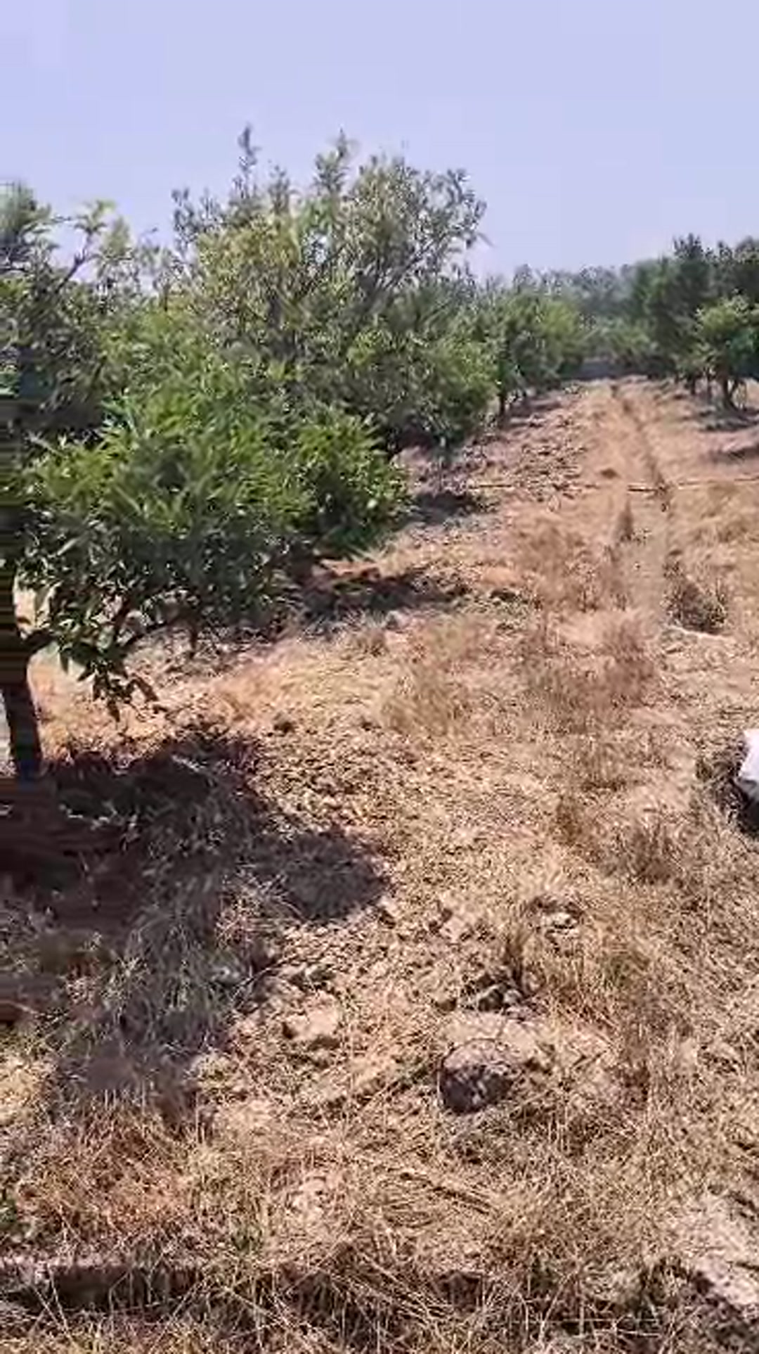 فروش باغ فوق العاده با رودخانه متصل به باغ در بابلسر در شیپور