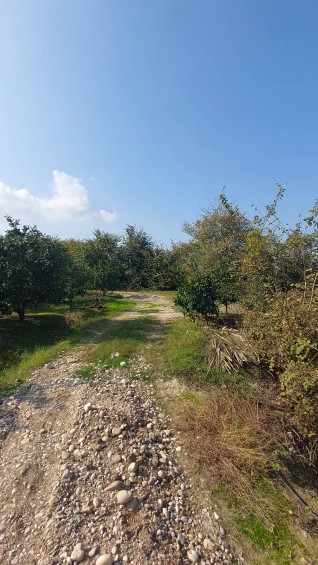 یک هکتار باغ جاده گهرباران روستای محمدآباد در شیپور