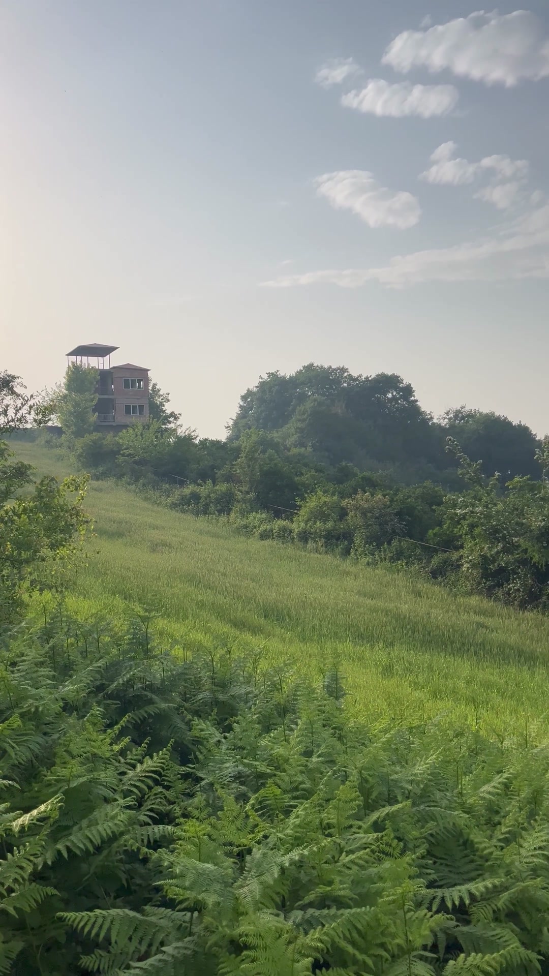 زمین باغی ویودار 2800 متر در لهرم تلوک