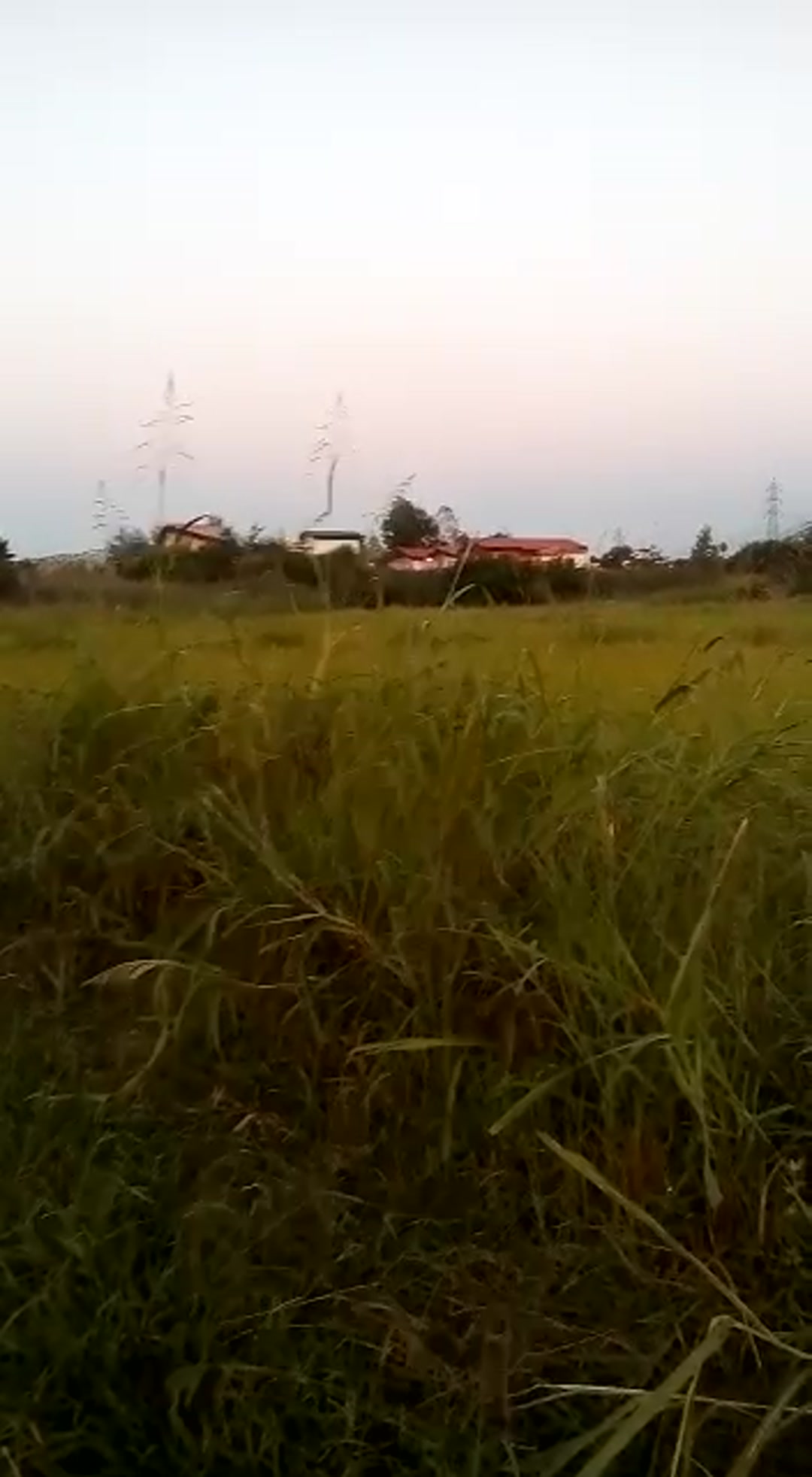 فروش زمین کشاورزی 3922 متر در 17 شهریور چالوس در شیپور