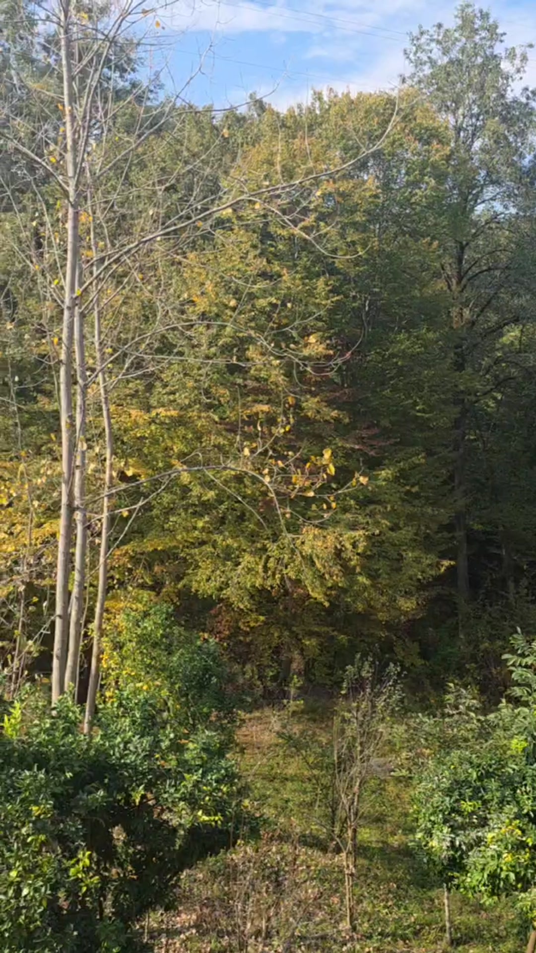 اجاره ویلا دو طبقه/طبقه دوم 130متری در سوادکوه /شیرگاه