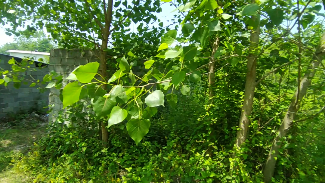 زمین مسکونی 500 متر در منطقه نیاکو لاهیجان در شیپور