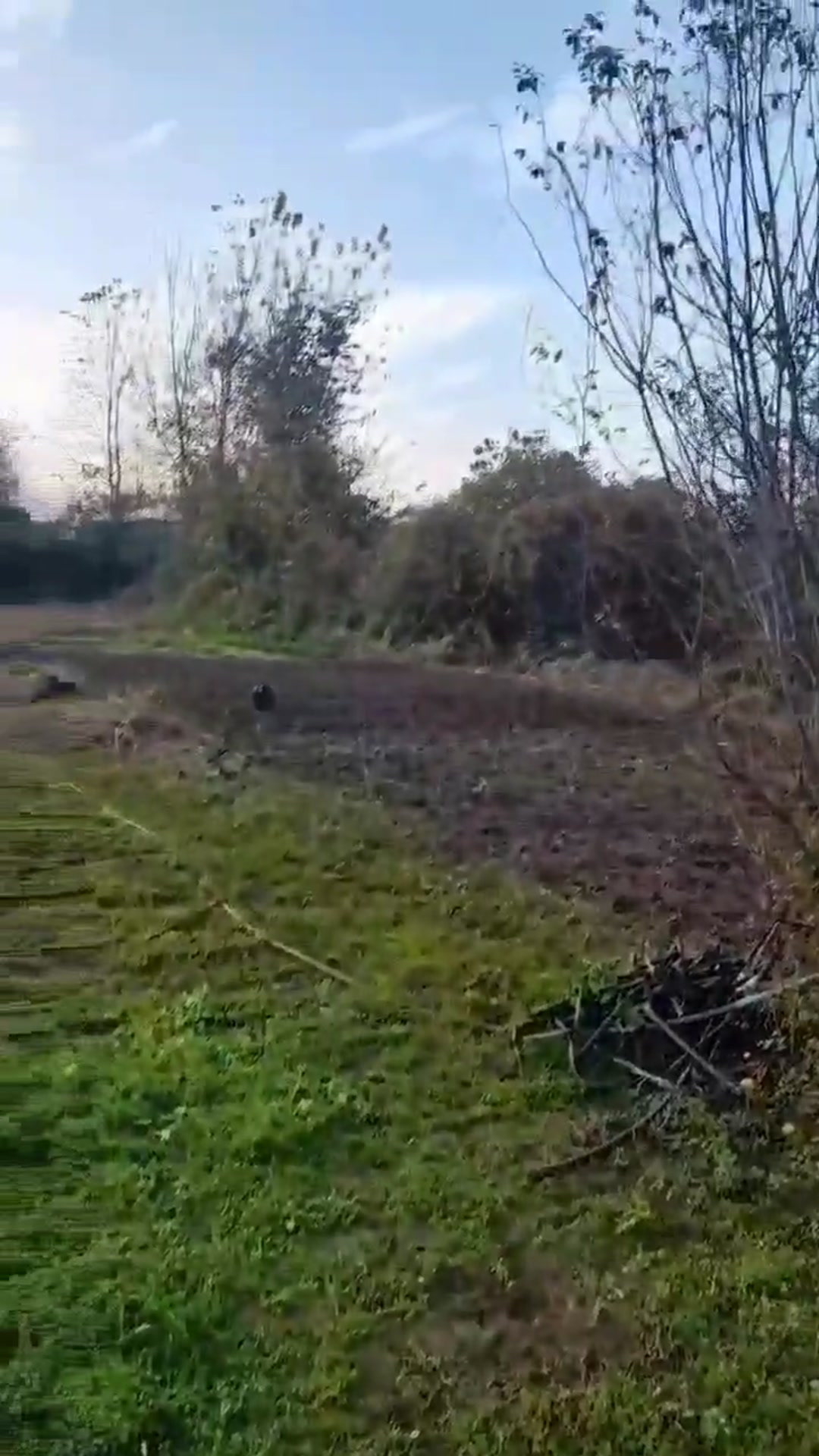 فروش زمین کشاورزی 11000 متر در نشتارود