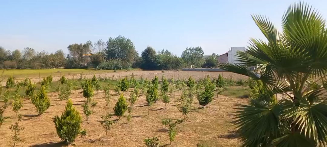 فروش اقساطی زمین 150متر با یک چهارم پیش پرداخت،سندیت در شیپور