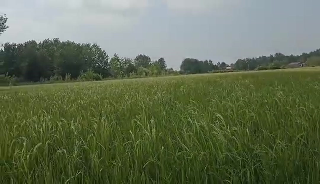 فروش زمین کشاورزی 5000 متر کلاچاه در شیپور